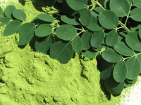 Moringa en Polvo x 50 gramos